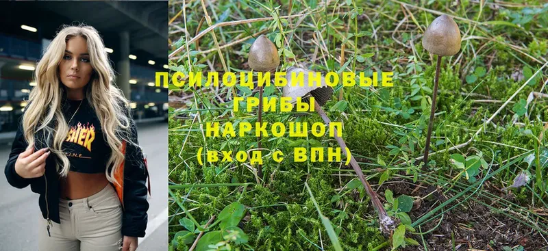 где можно купить наркотик  Рыльск  гидра ONION  Галлюциногенные грибы Magic Shrooms 